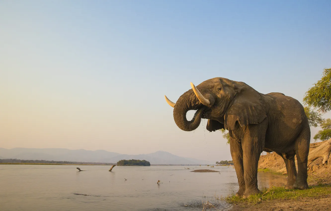 Photo wallpaper shore, elephant, pond