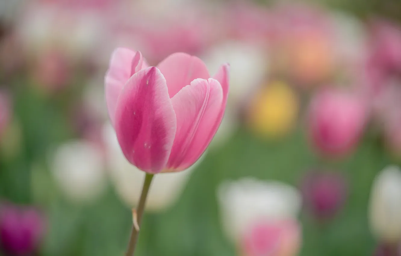 Photo wallpaper flowers, petals, tulips, pink