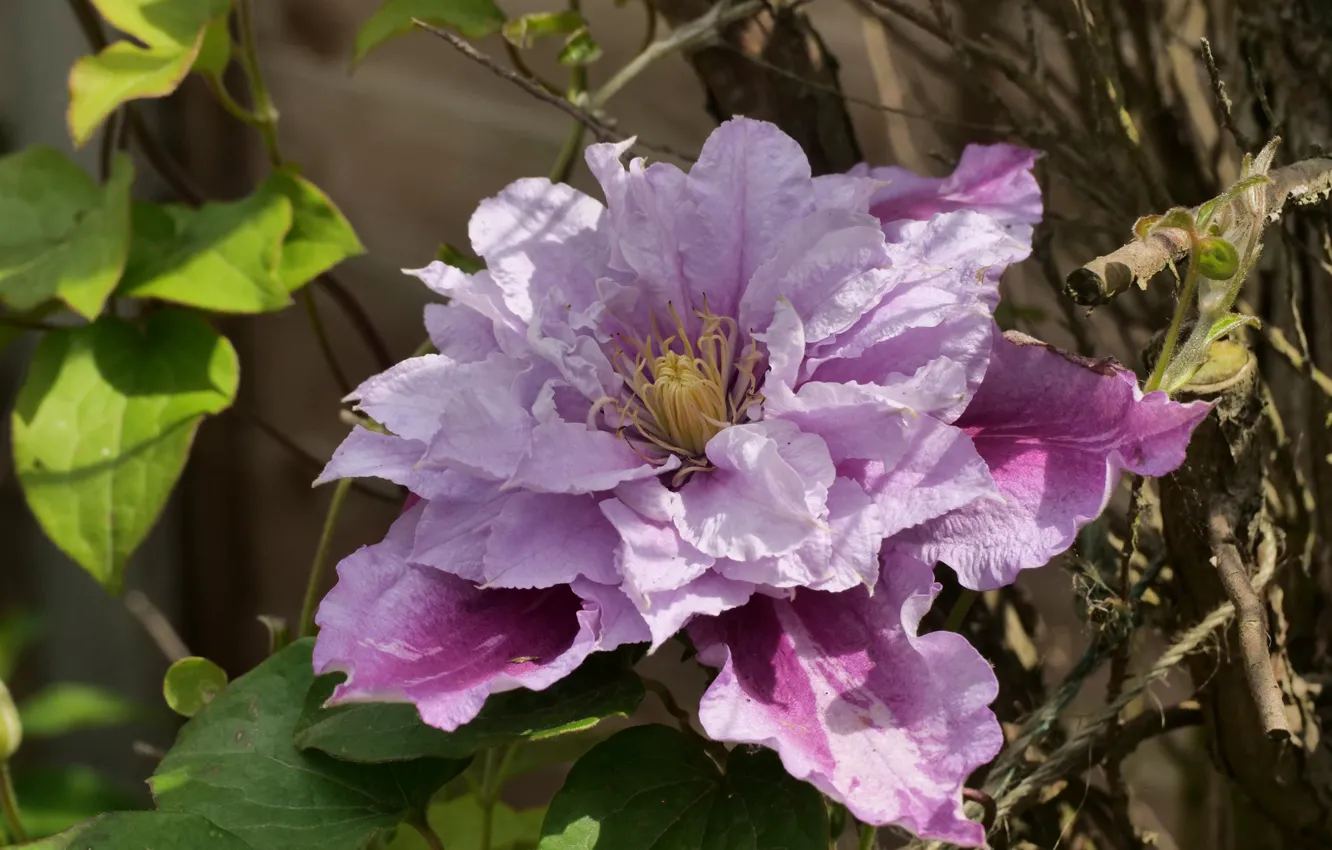 Photo wallpaper vines, flowers, clematis, lilac