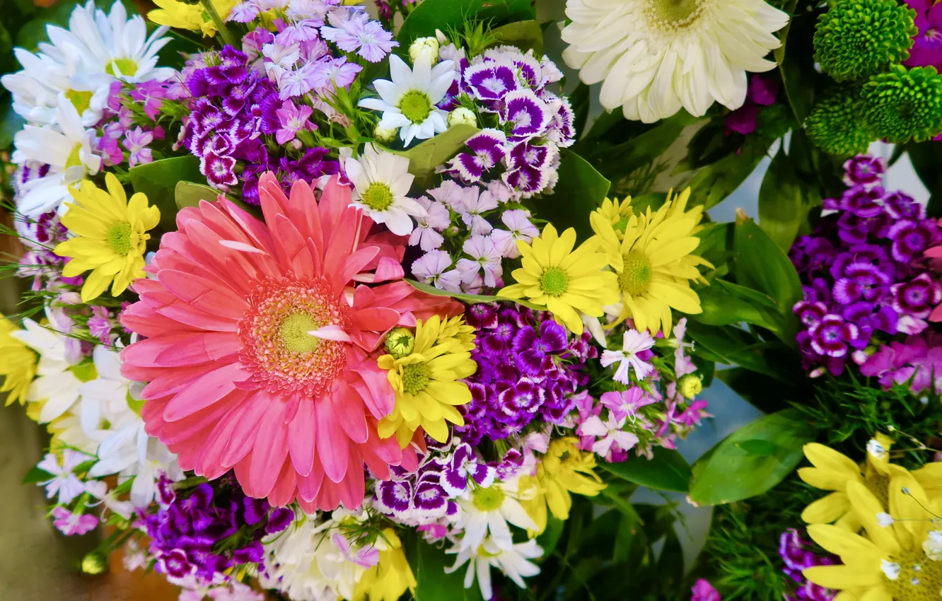 Photo wallpaper purple, leaves, macro, flowers, yellow, green, bright, chamomile