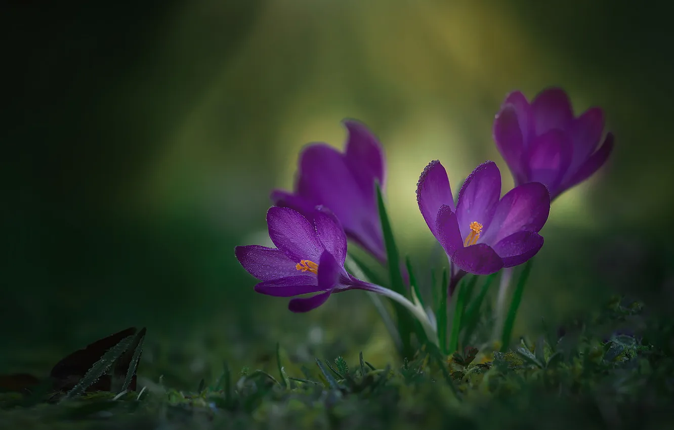 Photo wallpaper flowers, spring, crocuses