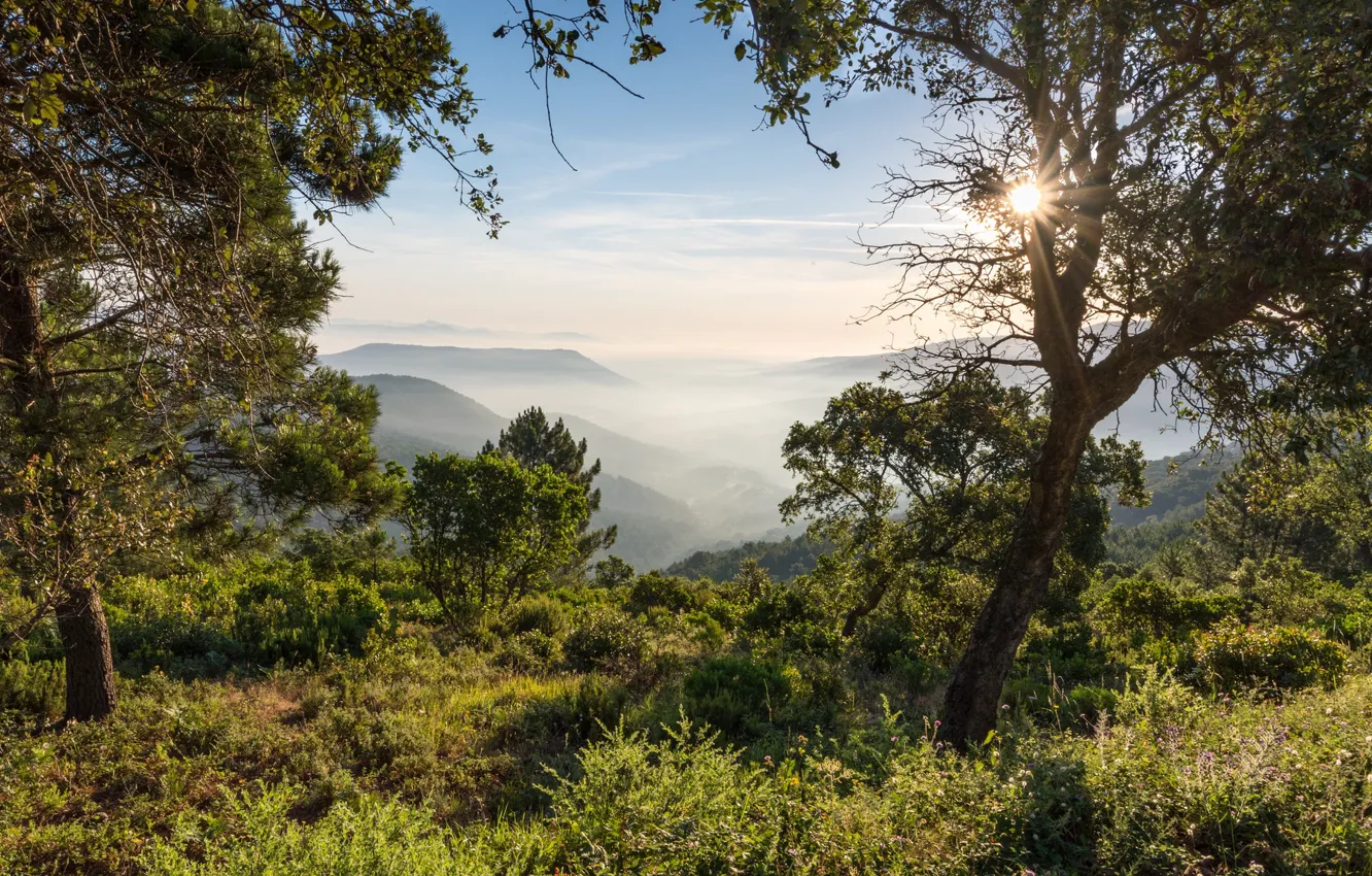 Photo wallpaper trees, mountains, dawn, France, morning, France, Vosges Mountains, The Vosges Mountains
