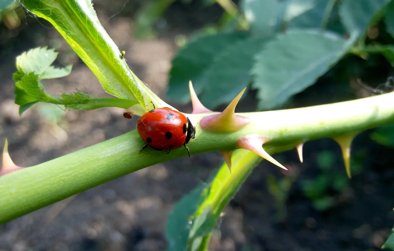 Photo wallpaper ladybug, Beetle, spikes, the sun