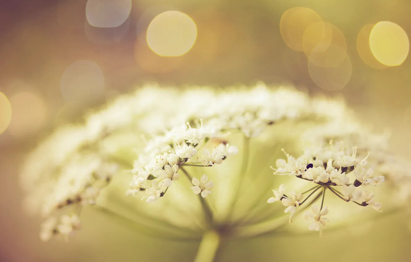 Photo wallpaper white, summer, flowers, focus, blur, inflorescence