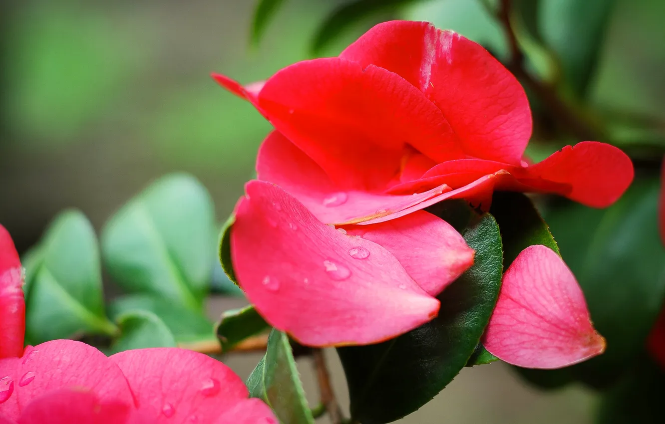 Photo wallpaper leaves, flowers, nature, petals