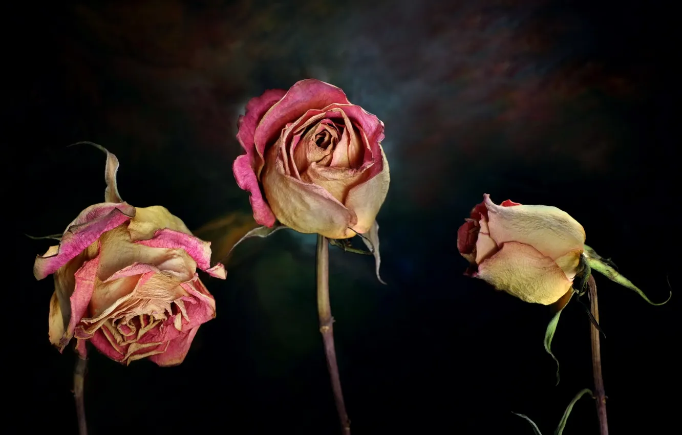 Photo wallpaper flowers, background, roses