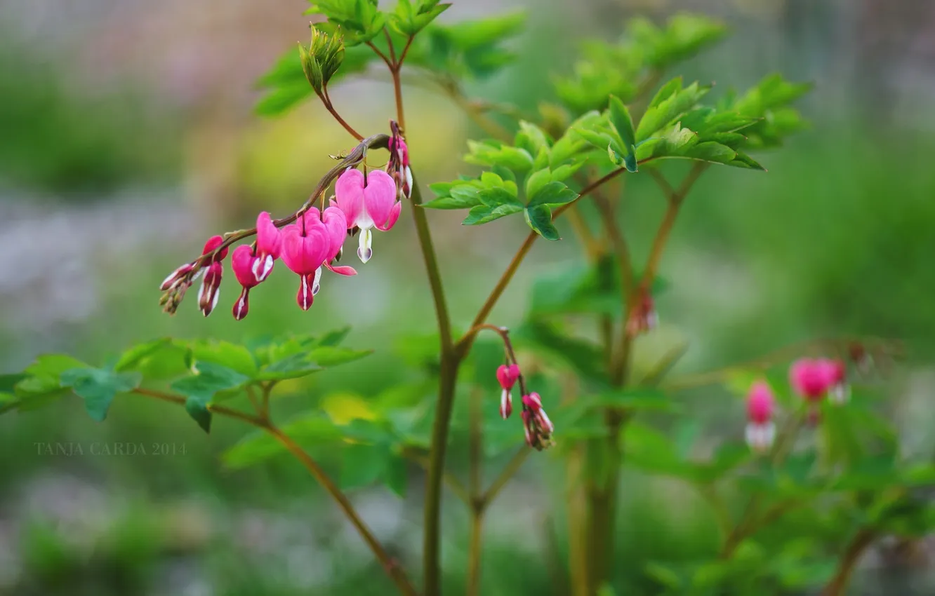 Photo wallpaper macro, flowers, branches, pink, broken heart, the bleeding heart