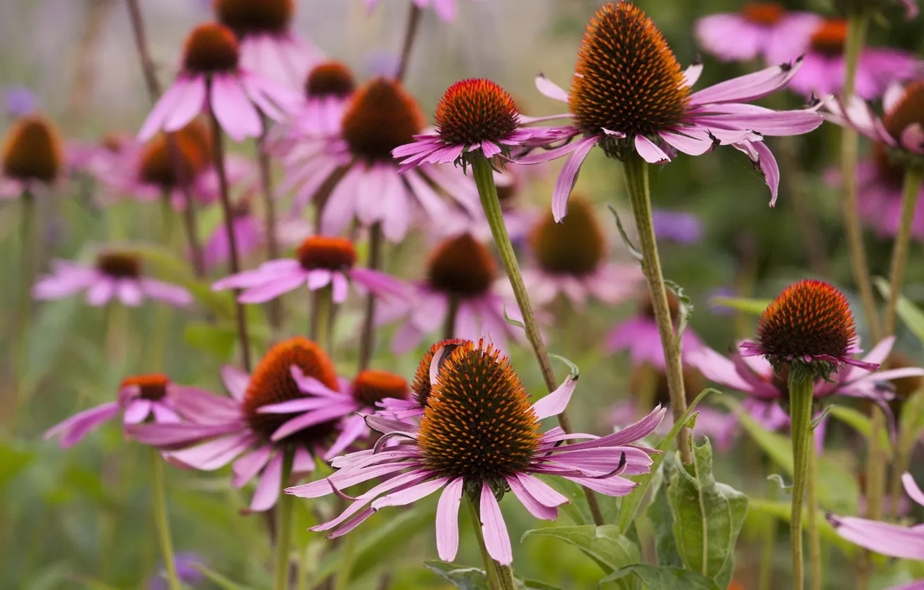 Photo wallpaper flowers, pink, flowerbed