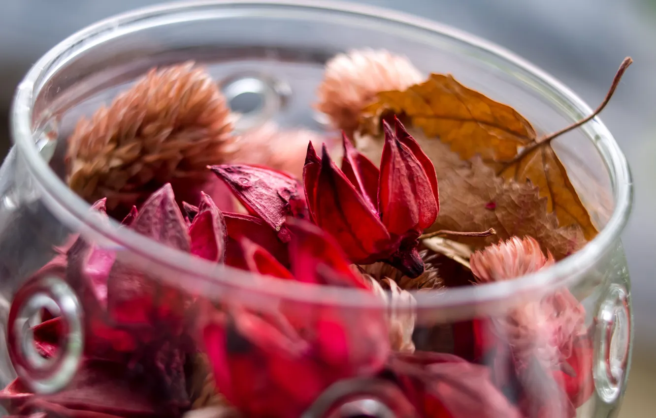 Photo wallpaper autumn, glass, leaves, flowers, dry, Bank, jar