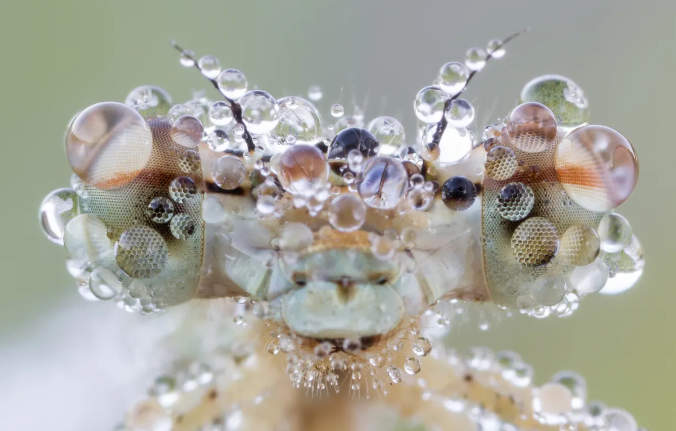 Photo wallpaper macro, insect, water drops