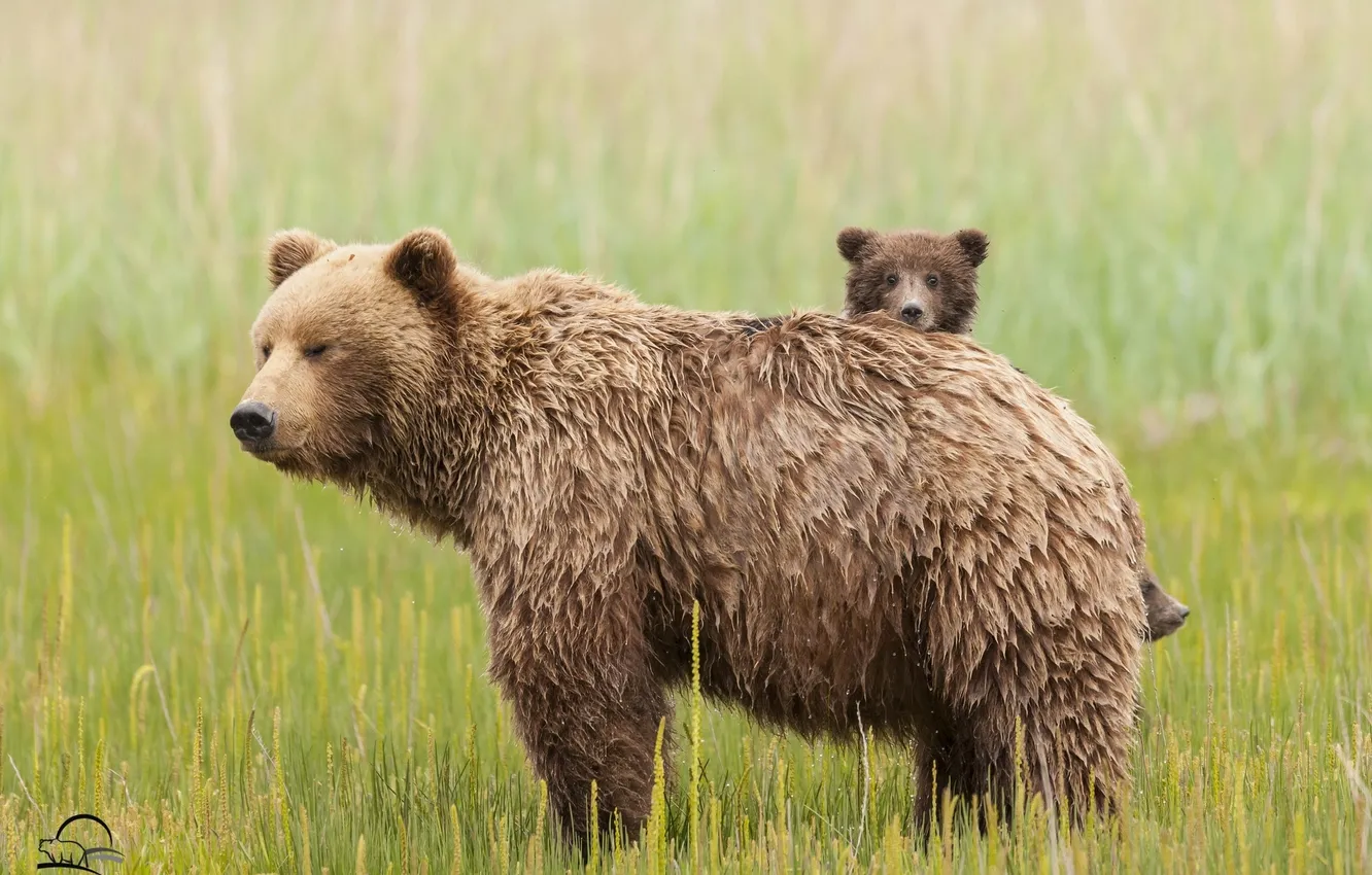 Photo wallpaper grass, bears, meadow, bear, bear, motherhood
