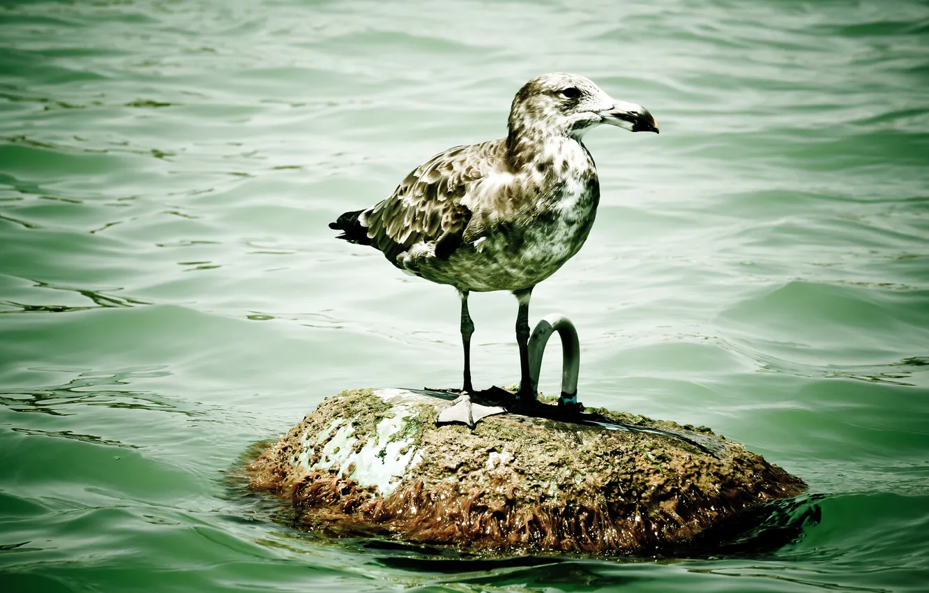 Photo wallpaper water, animal, bird