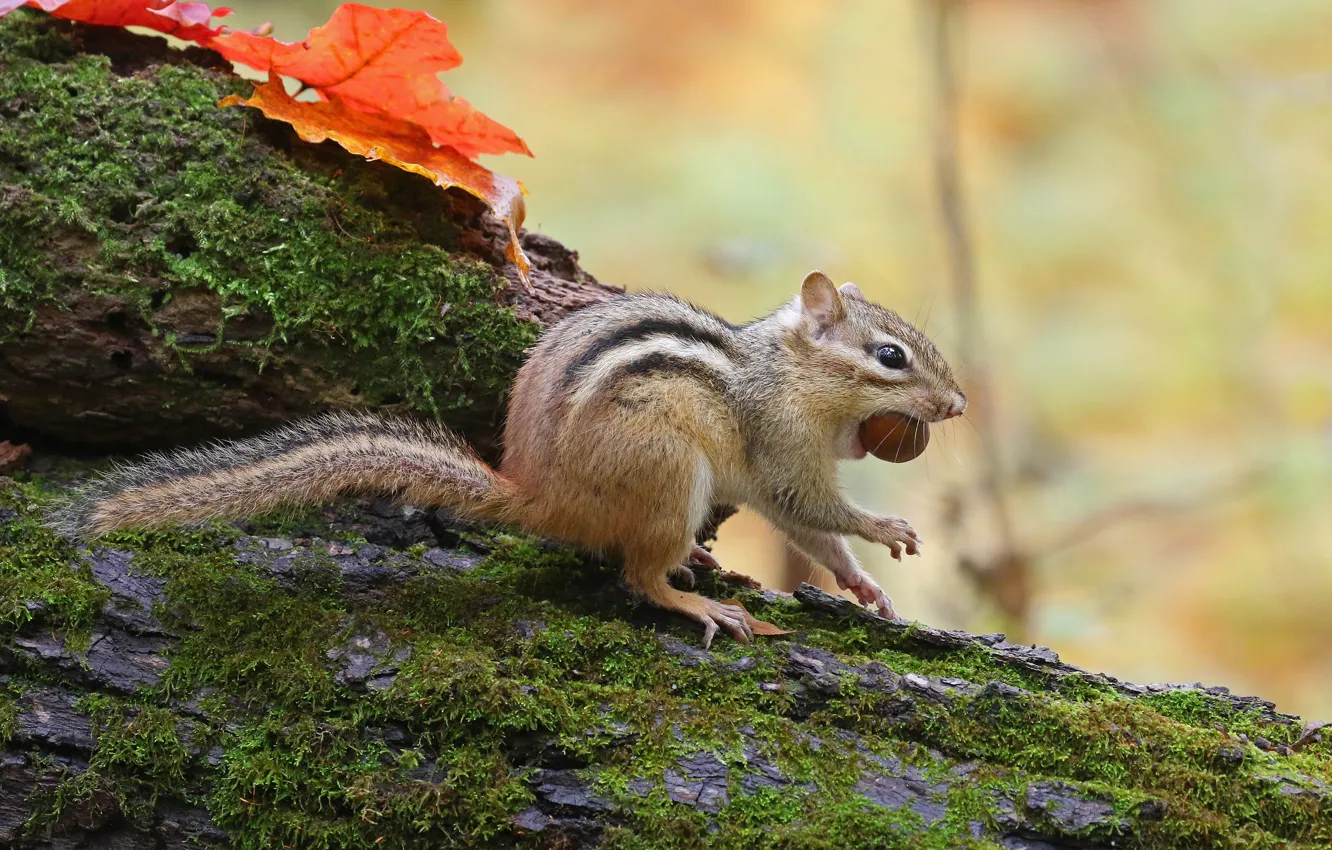 Photo wallpaper leaves, nature, moss, Chipmunk, nuts, mining