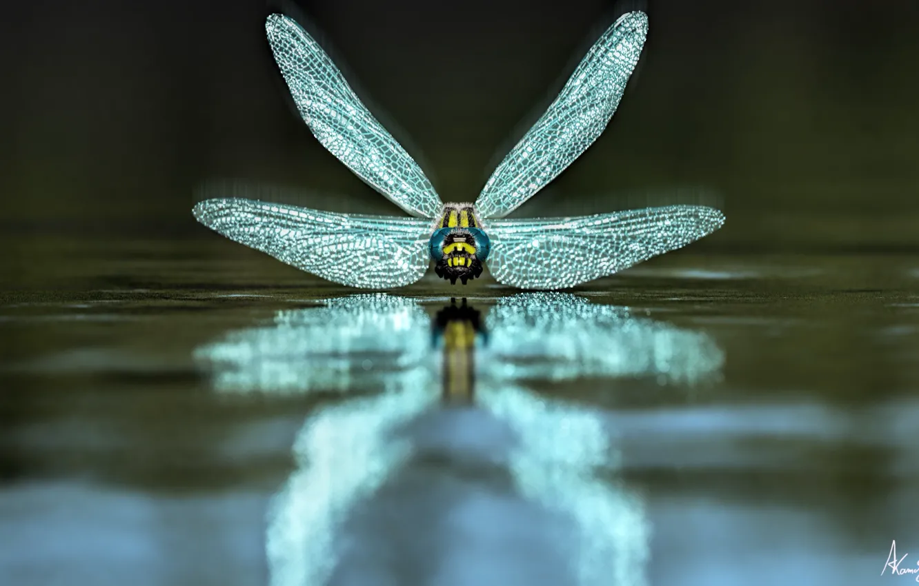 Photo wallpaper water, dragonfly, dragonfly