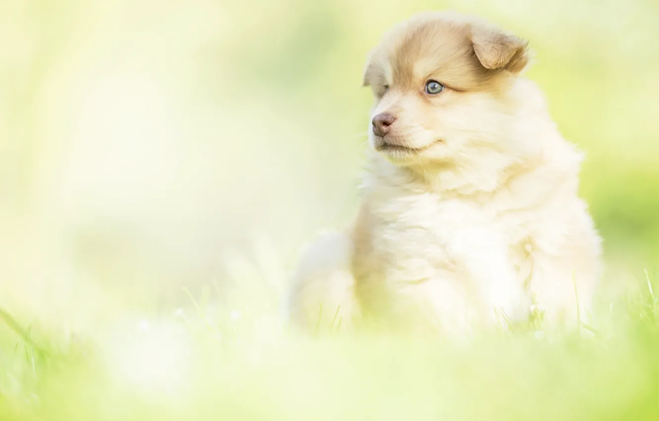 Photo wallpaper look, background, dog, baby, puppy, Finnish lapphund