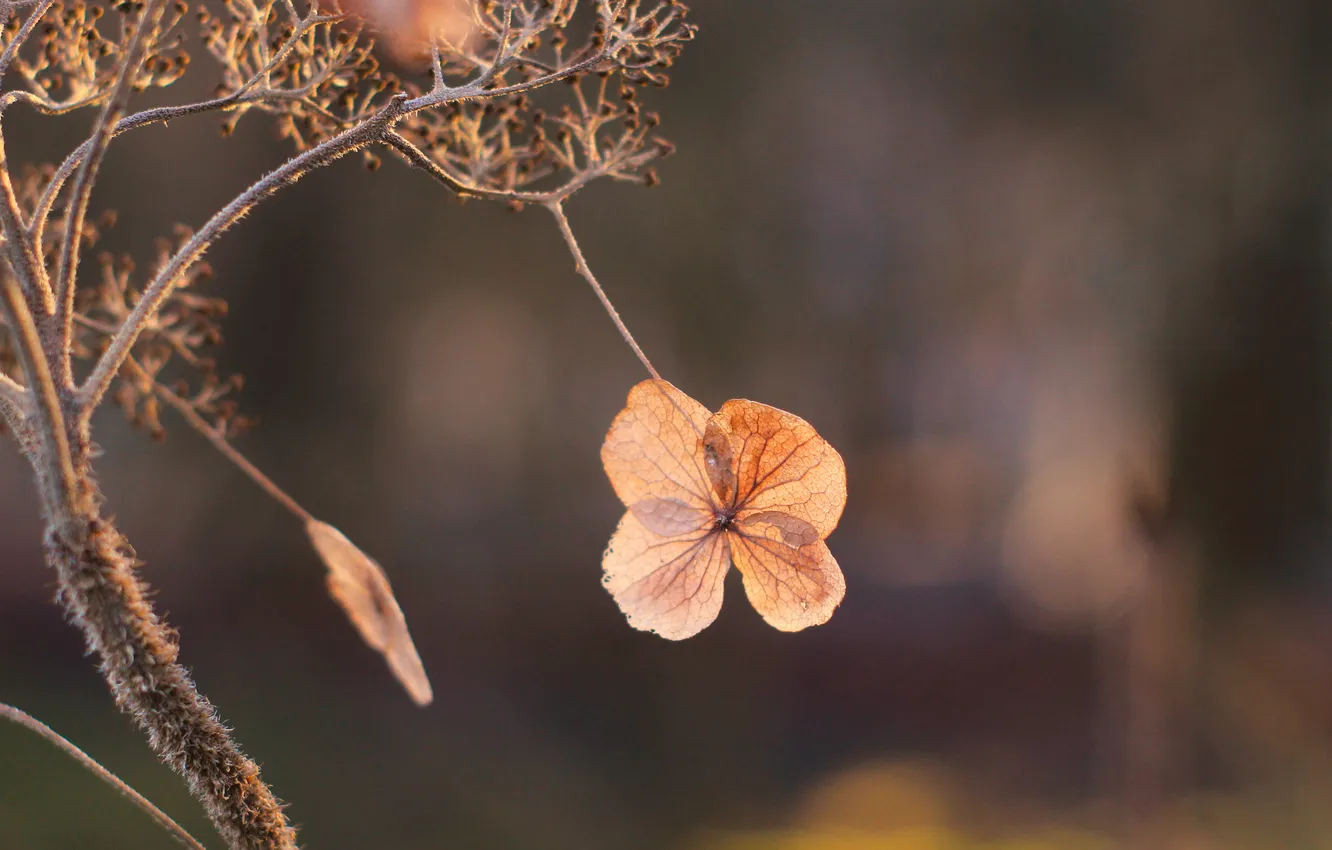 Photo wallpaper flower, dry, hydrangea