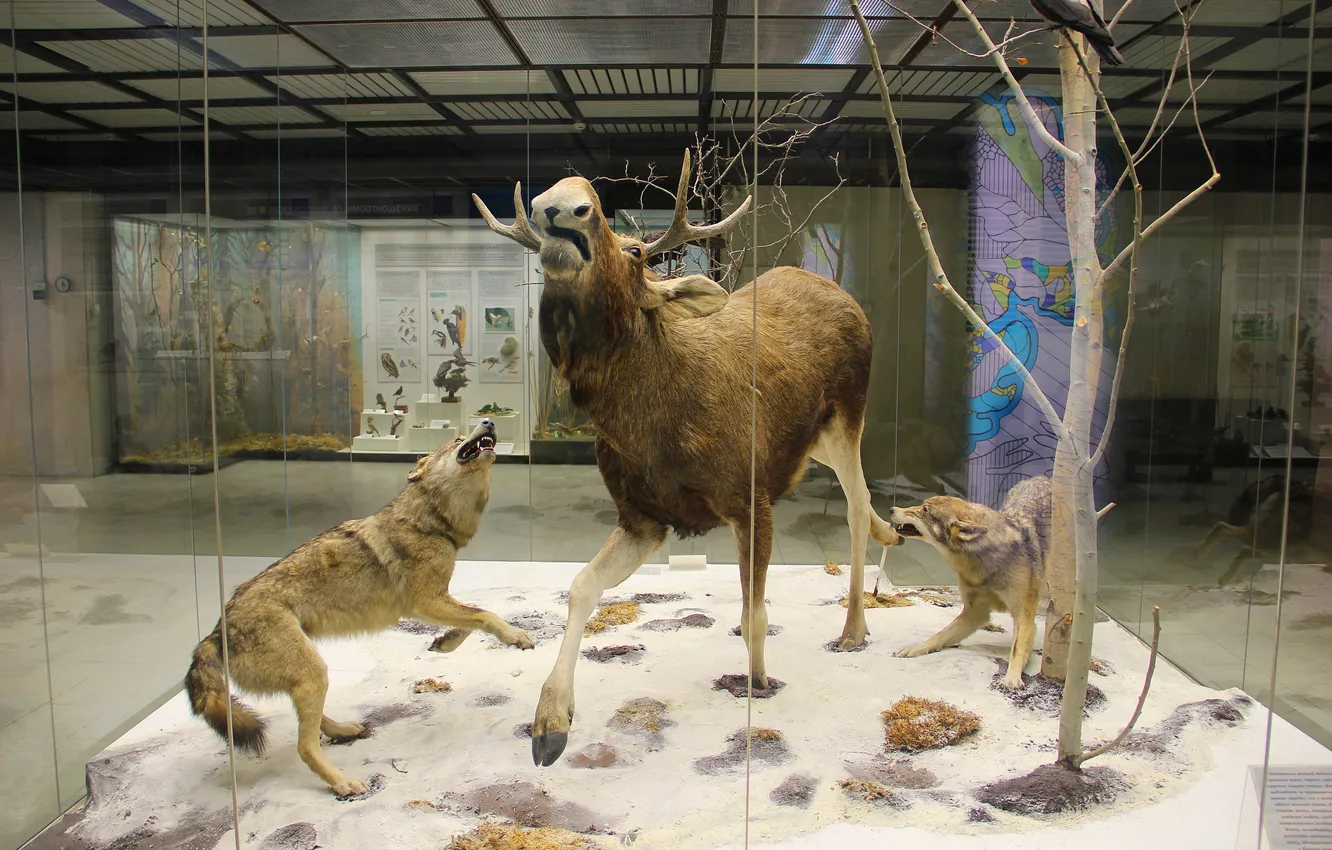 Photo wallpaper wolf, Moscow, hunting, moose, The State Darwin Museum