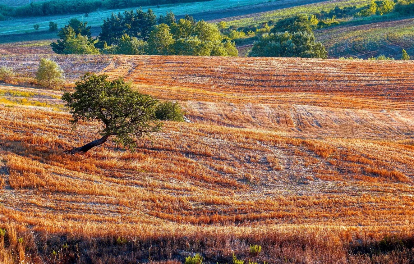 Photo wallpaper field, trees, Italy