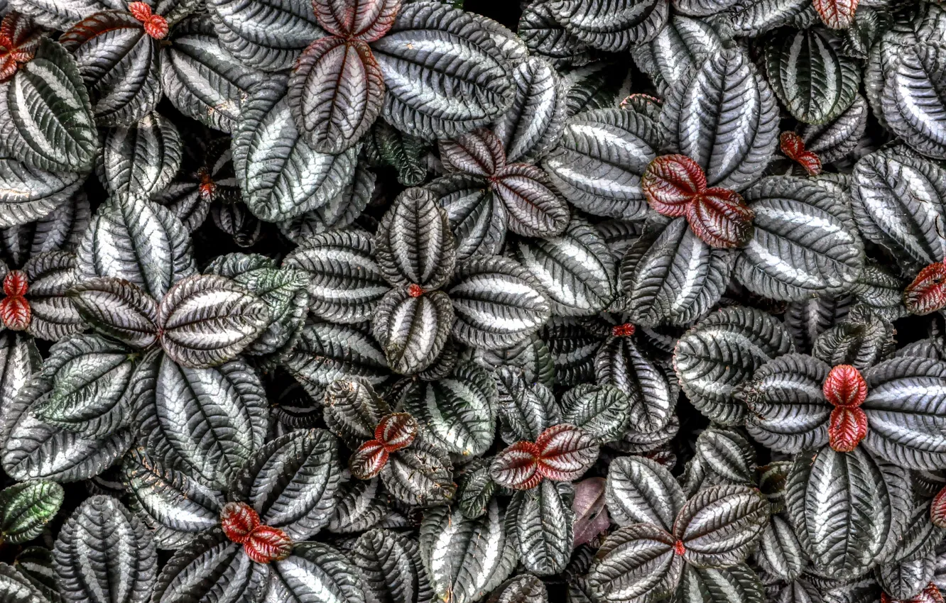 Photo wallpaper leaves, nature, plant, color, Coleus In Bloom