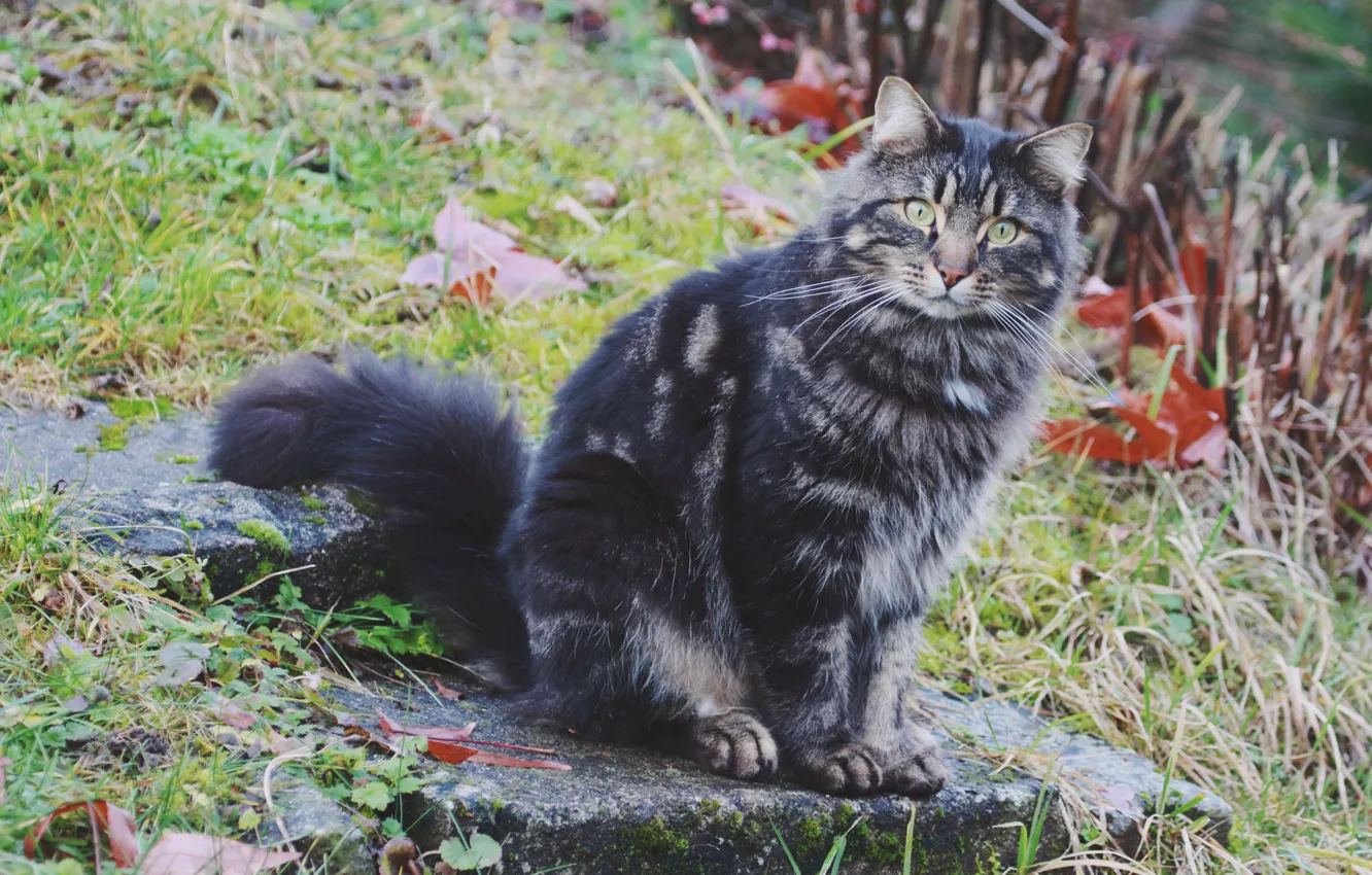 Photo wallpaper cat, cat, look, background