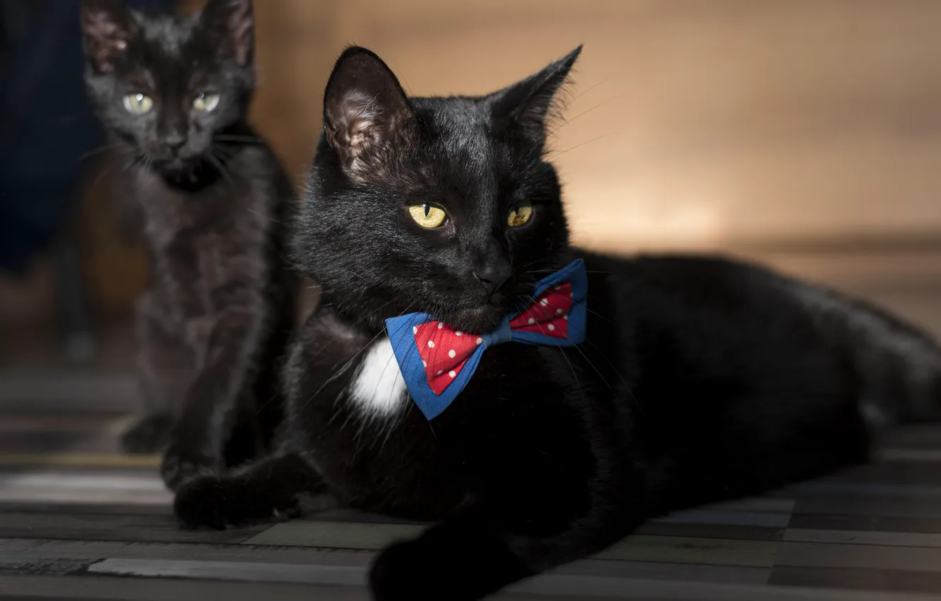 Photo wallpaper cat, black, bow