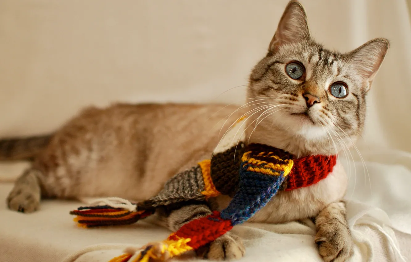 Photo wallpaper cat, cat, look, scarf, lies