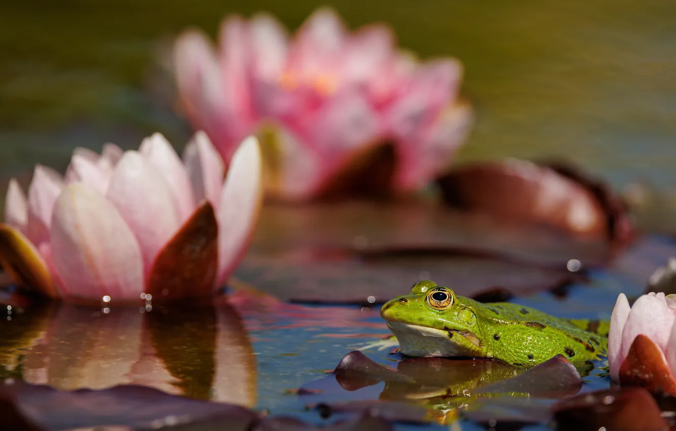 Photo wallpaper lake, frog, water lilies
