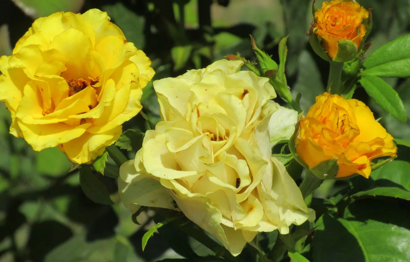 Photo wallpaper background, roses, Sunny, yellow roses, Meduzanol ©, summer 2018