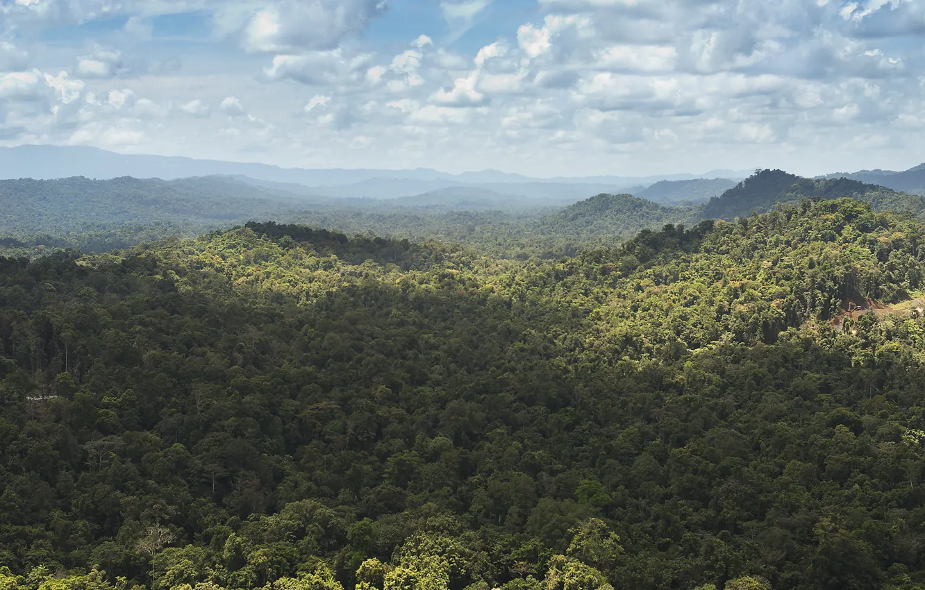 Photo wallpaper forest, hills, jungle, New Guinea