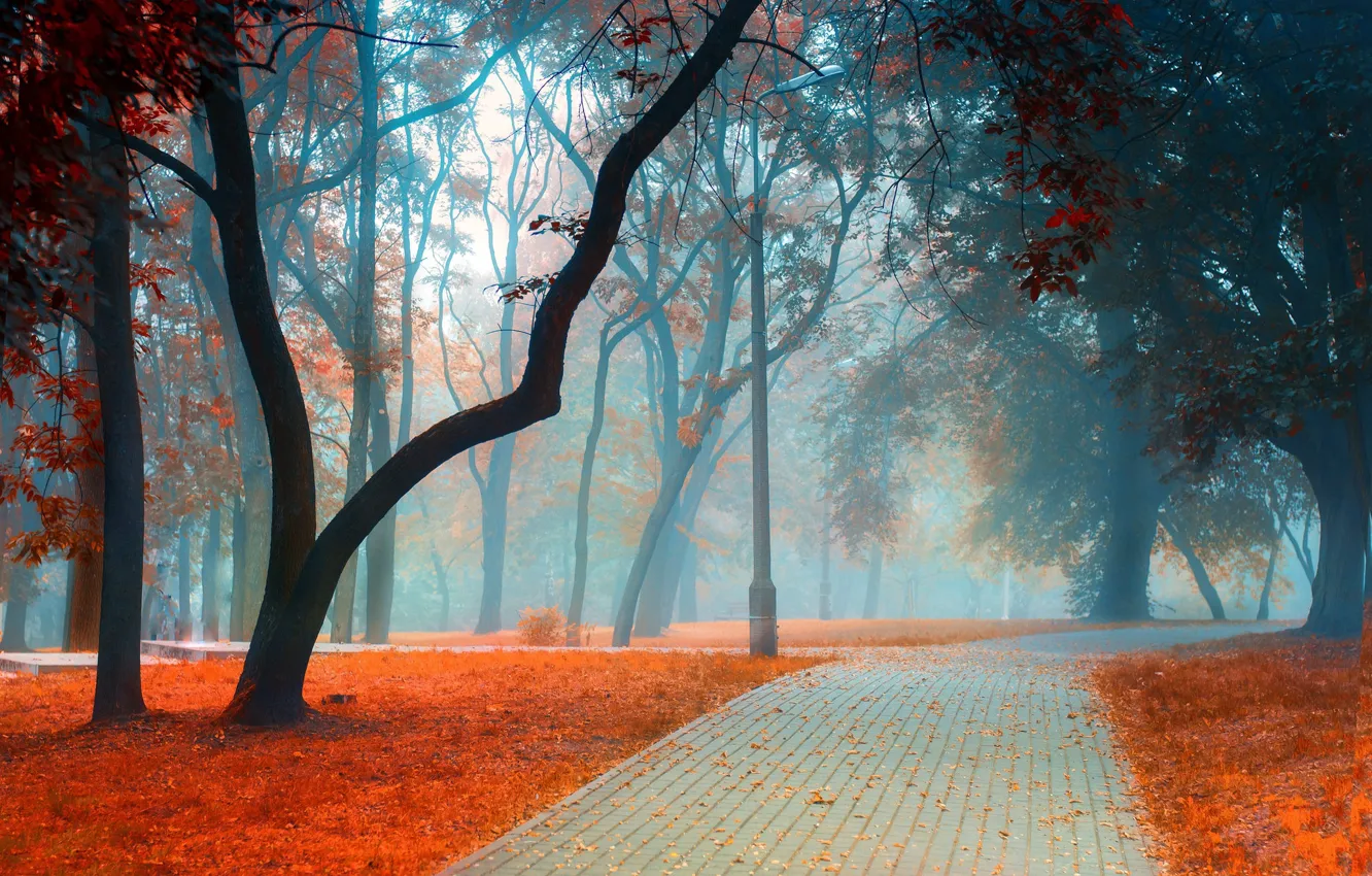 Photo wallpaper road, autumn, leaves, trees, landscape, branches, nature, fog