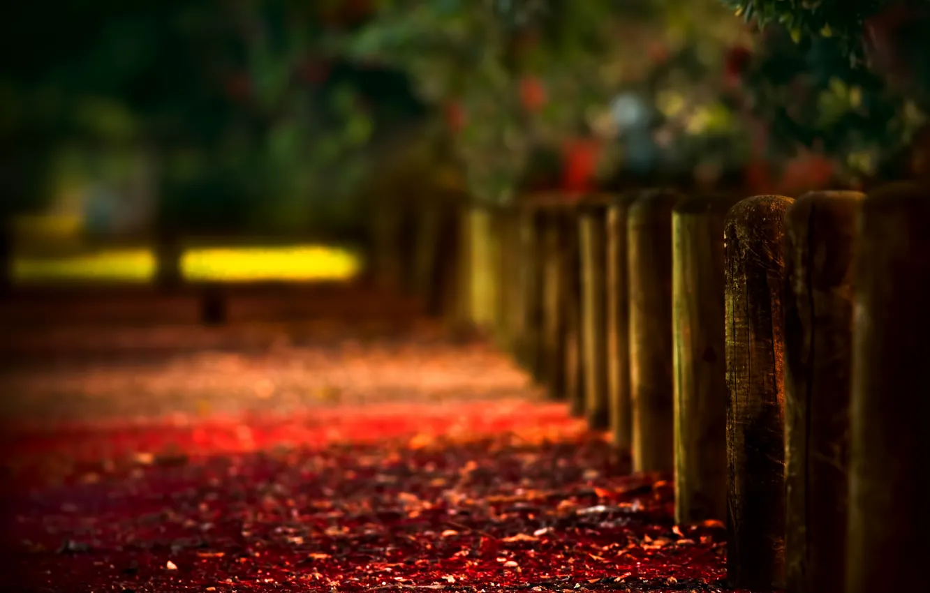 Photo wallpaper autumn, the fence, fence, blur, bokeh