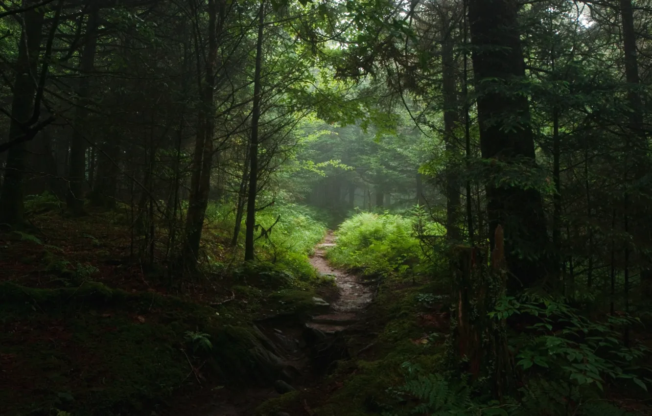 Photo wallpaper forest, trees, nature, path