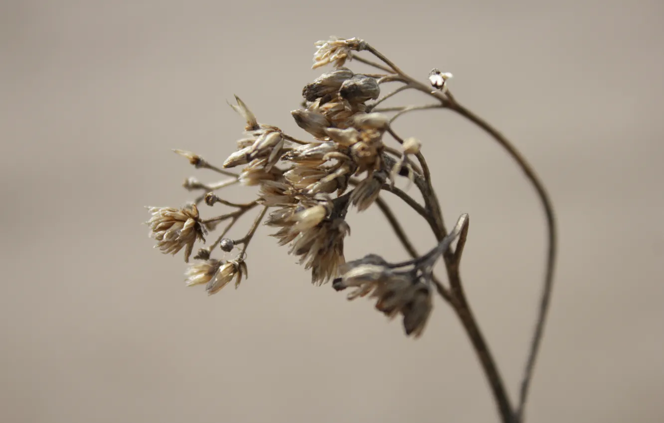 Photo wallpaper macro, yellow, plant, brown, beige
