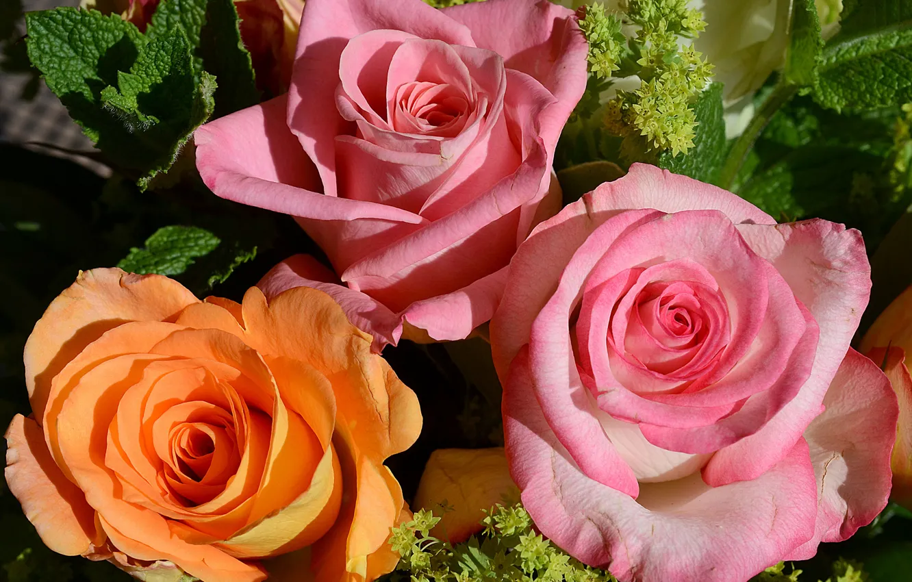 Photo wallpaper roses, trio, buds