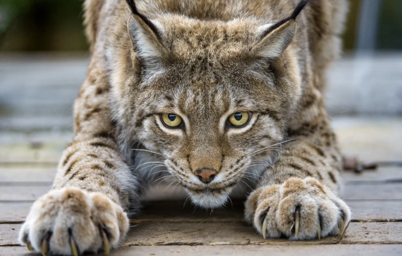 Photo wallpaper cat, look, claws, lynx, ©Tambako The Jaguar