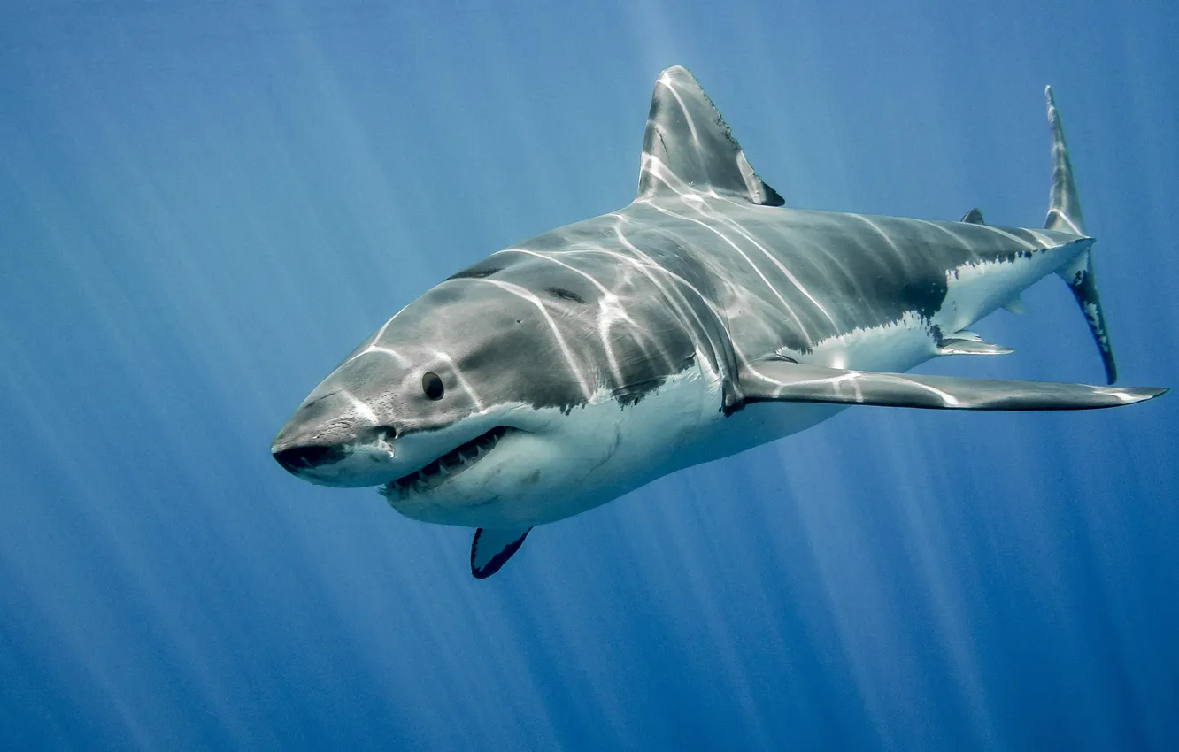 Photo wallpaper white, underwater, water, sun, shark, wildlife, teeth, threat
