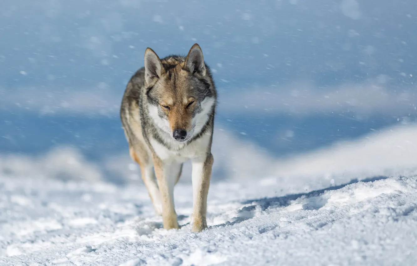 Photo wallpaper winter, face, light, snow, nature, pose, wolf, dog