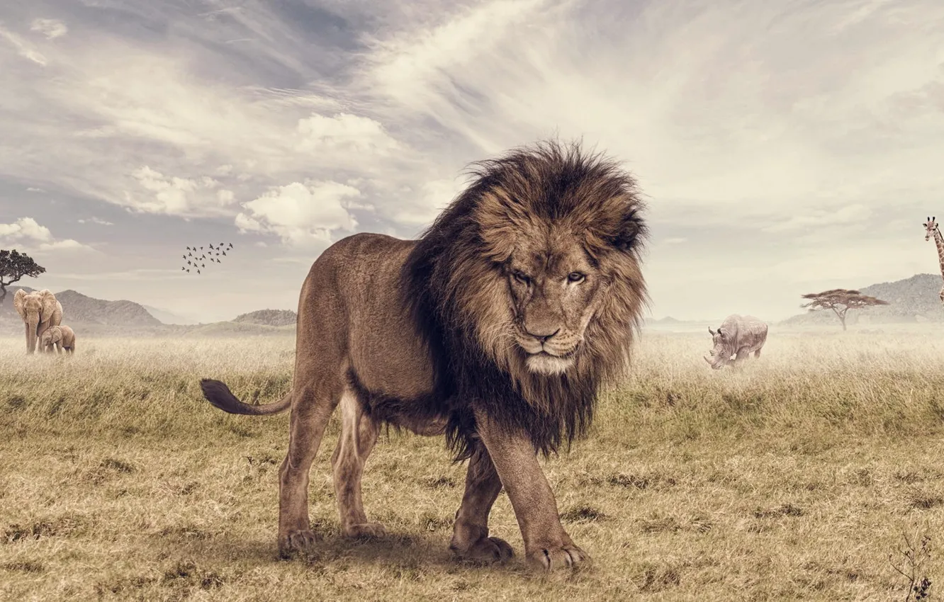 Photo wallpaper animal, elephant, Leo, giraffe, Savannah, Rhino, photoshop, The Lion King