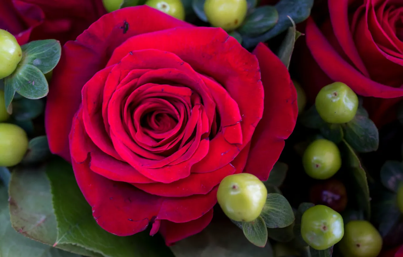 Photo wallpaper flowers, red rose, buds, flowering