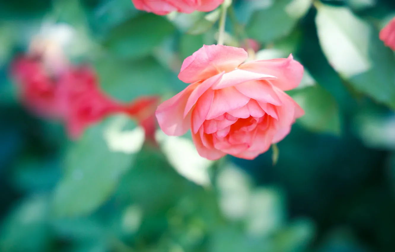Photo wallpaper flower, leaves, pink, rose, bokeh, gentle