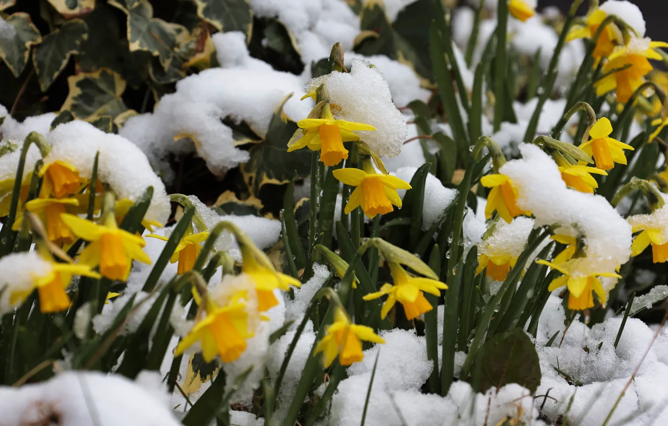 Photo wallpaper drops, snow, flowers, yellow, spring, garden, flowerbed, daffodils