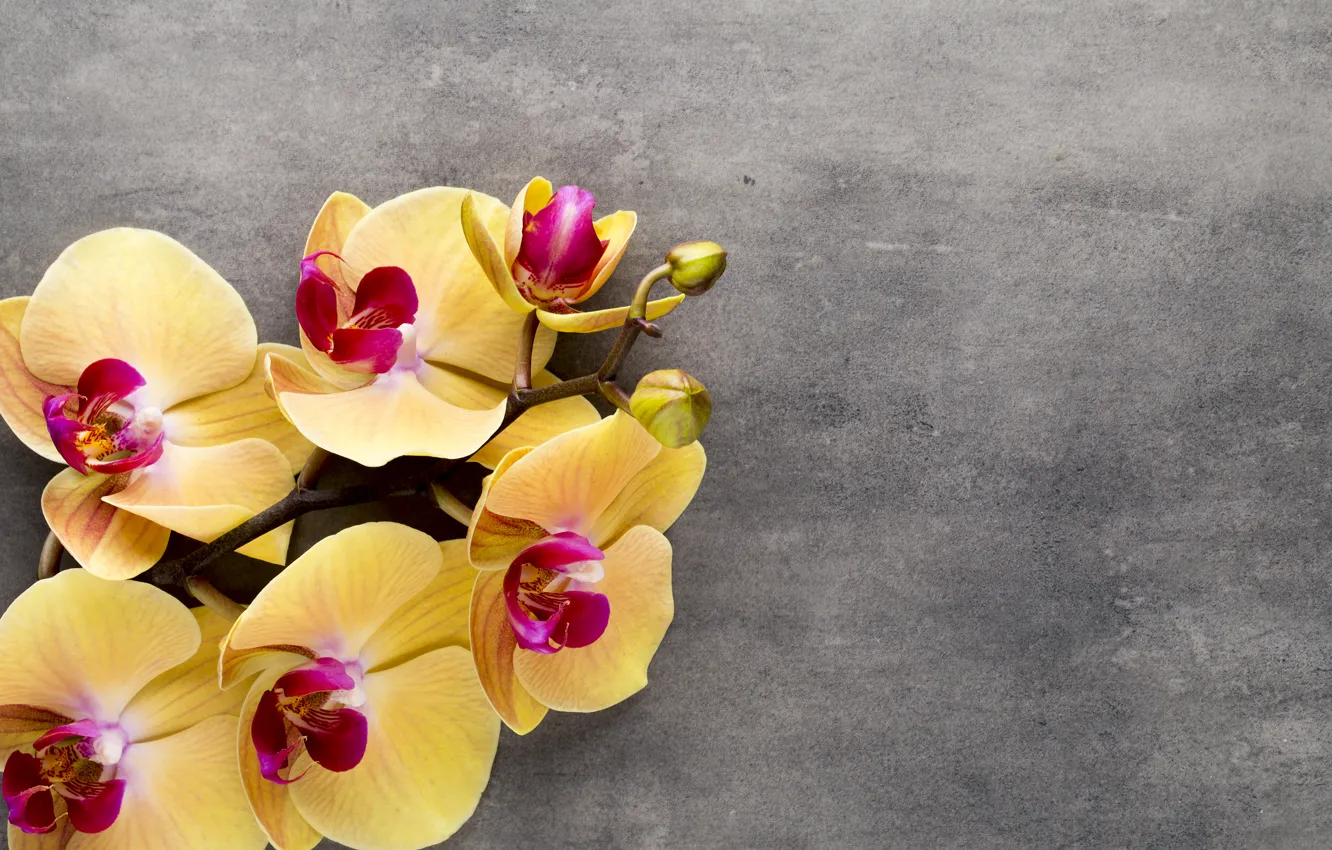 Photo wallpaper yellow, Orchid, flowers, orchid