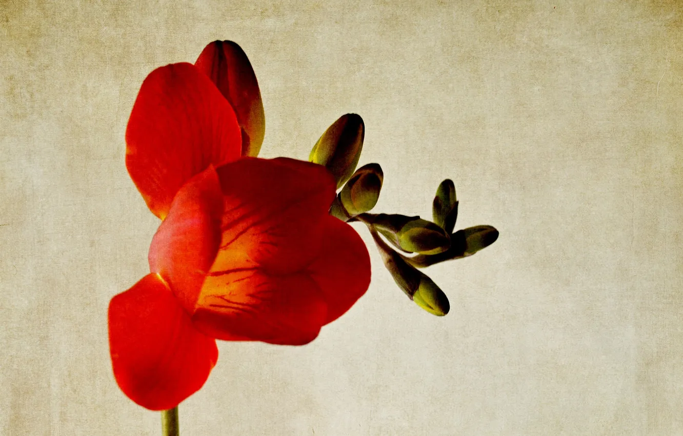 Photo wallpaper macro, texture, petals, exotic, canvas