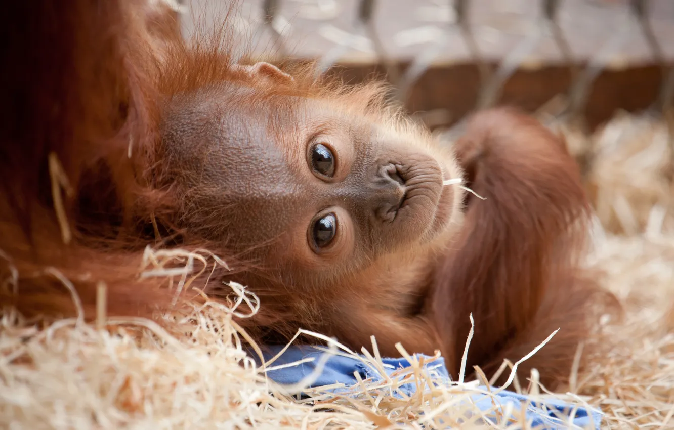 Photo wallpaper monkey, red, monkey, orangutan