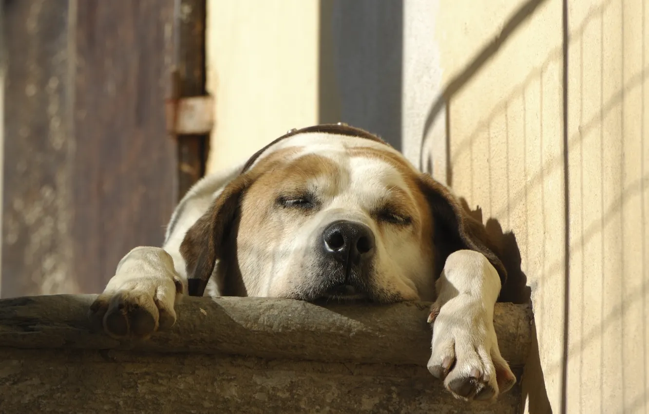 Photo wallpaper stay, sleep, paws, sleeping