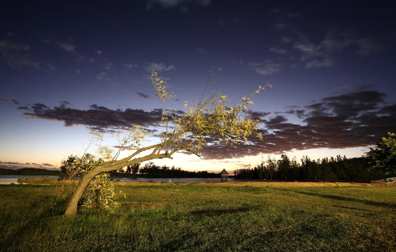 Photo wallpaper trees, nature, the evening