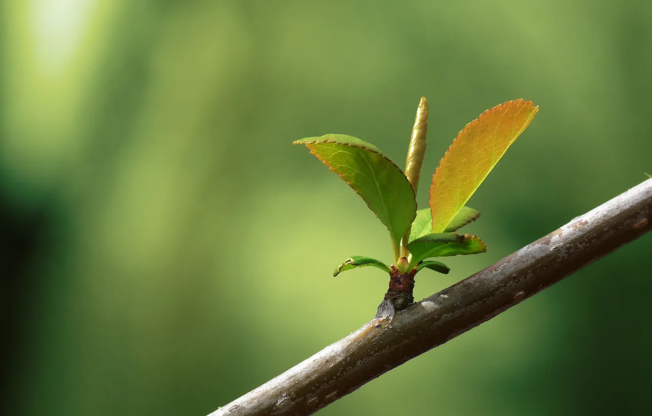 Photo wallpaper branches, foliage, spring