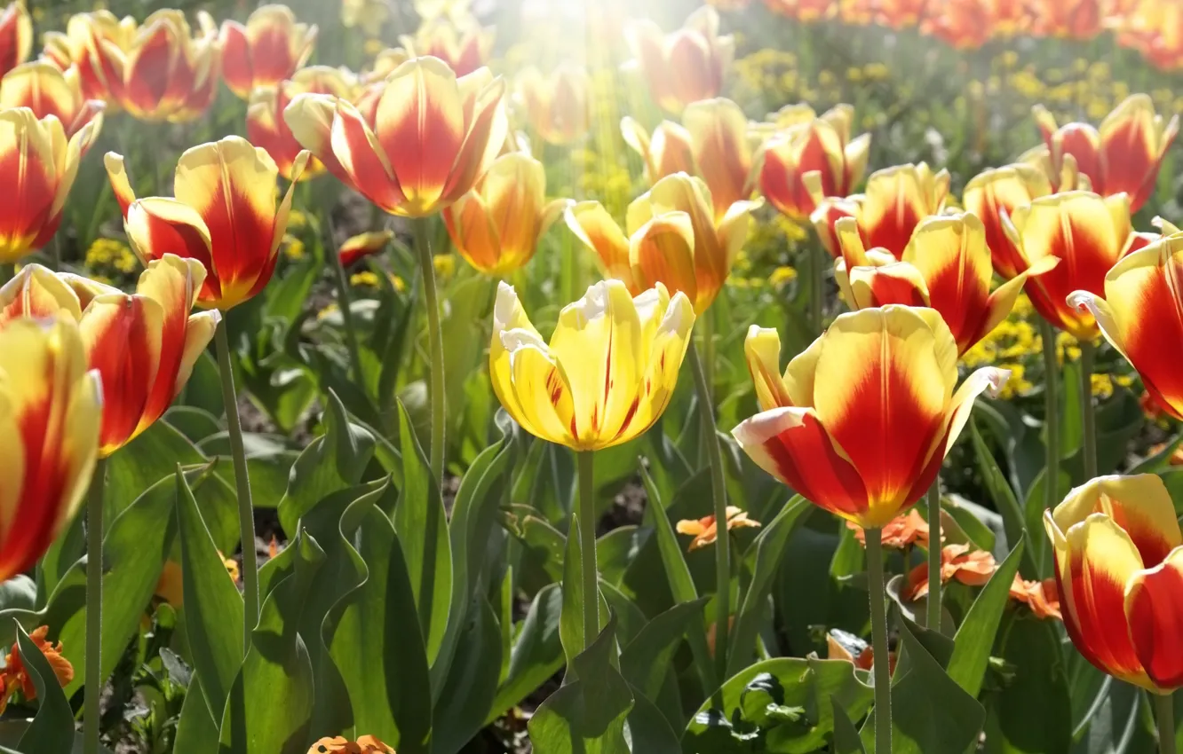 Photo wallpaper leaves, the sun, rays, flowers, yellow, red, background, Wallpaper