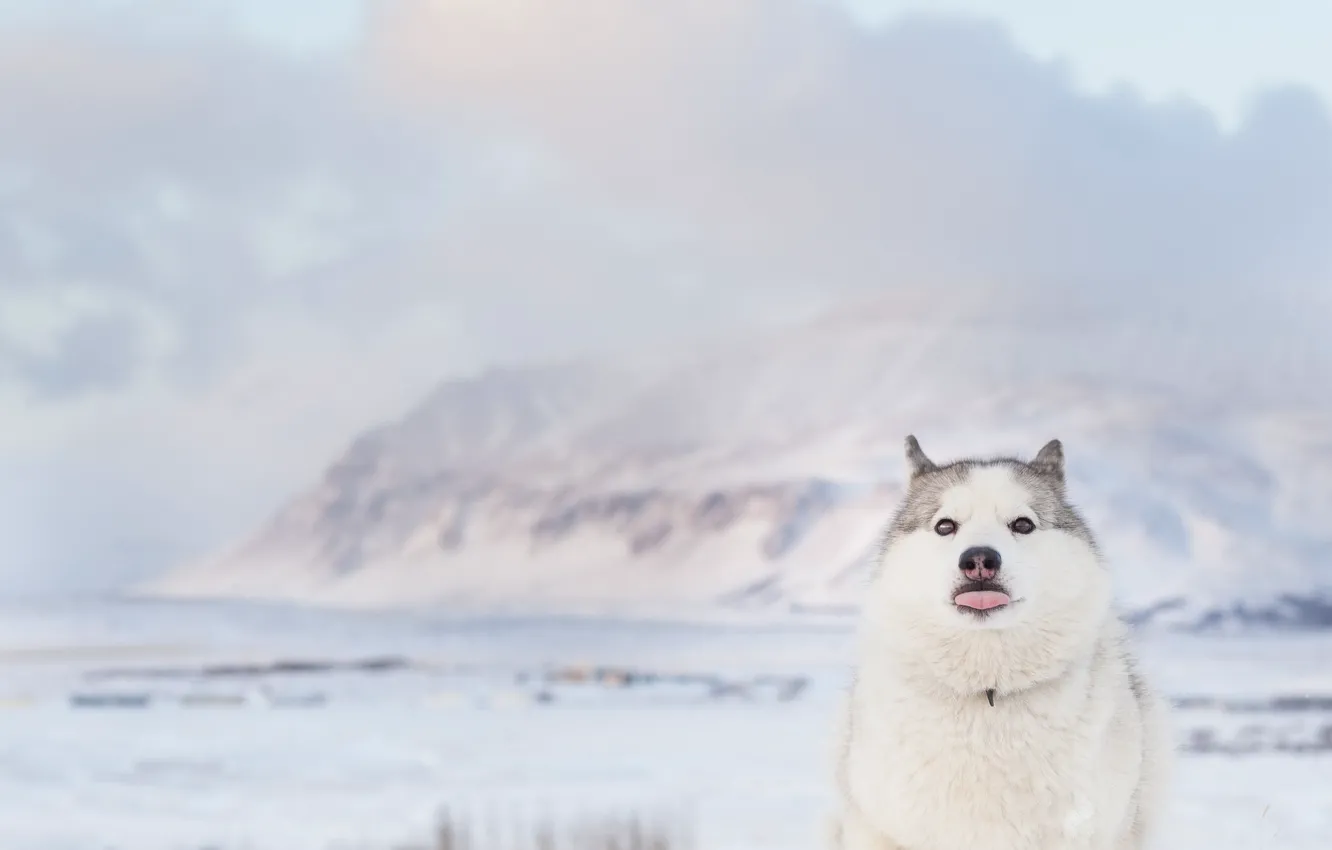 Photo wallpaper beach, sea, ocean, dog, winter, clouds, mountain, snow