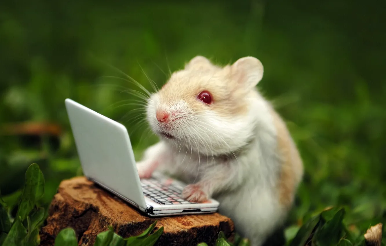 Photo wallpaper hamster, laptop, rodent, hamster